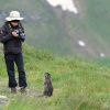 Svist horsky - Marmota marmota - Alpine Marmot 0897